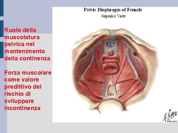 Ruolo della muscolatura pelvica nel mantenimento della continenza Forza muscolare come valore predittivo del