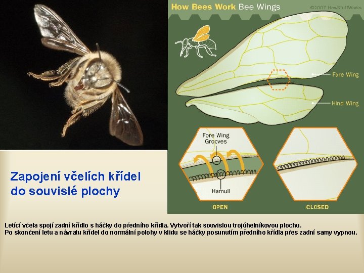 Zapojení včelích křídel do souvislé plochy Letící včela spojí zadní křídlo s háčky do