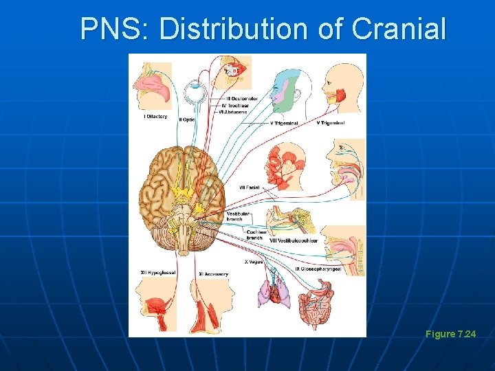 PNS: Distribution of Cranial Nerves Figure 7. 24 