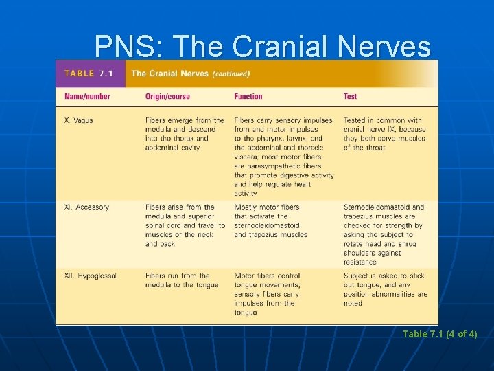 PNS: The Cranial Nerves Table 7. 1 (4 of 4) 