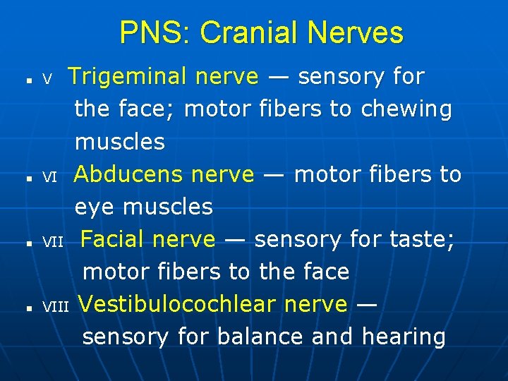 PNS: Cranial Nerves n n Trigeminal nerve — sensory for the face; motor fibers