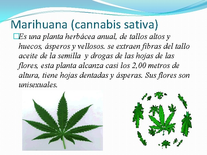 Marihuana (cannabis sativa) �Es una planta herbácea anual, de tallos altos y huecos, ásperos
