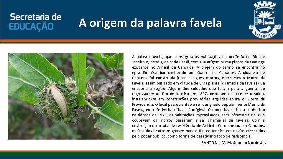 A origem da palavra favela A palavra favela, que consagrou as habitações da periferia