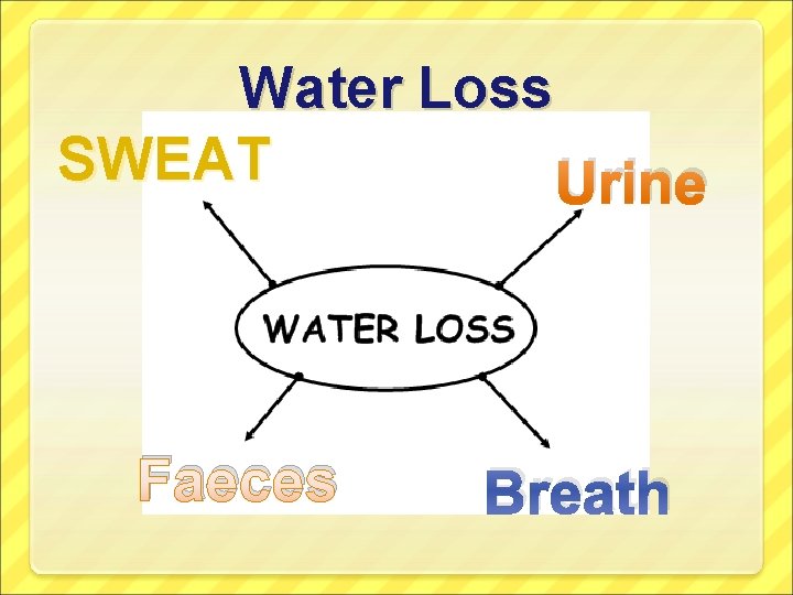 Water Loss SWEAT Urine Faeces Breath 