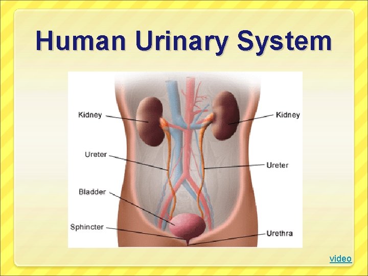 Human Urinary System video 