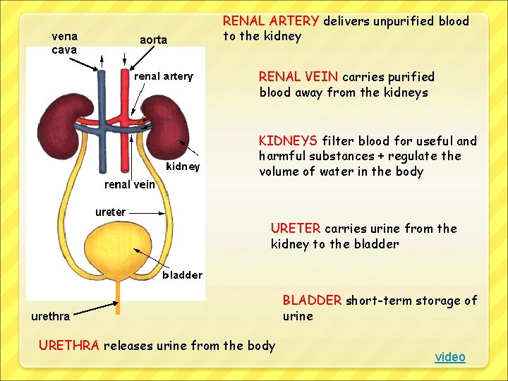 vena cava aorta RENAL ARTERY delivers unpurified blood to the kidney RENAL VEIN carries
