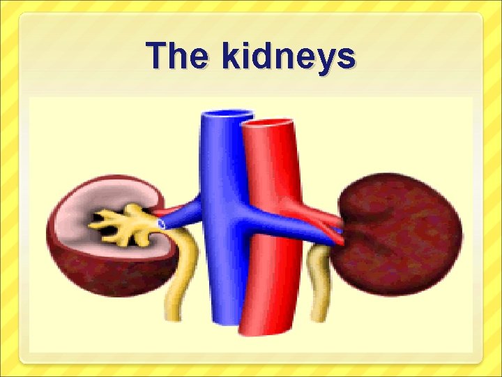 The kidneys 