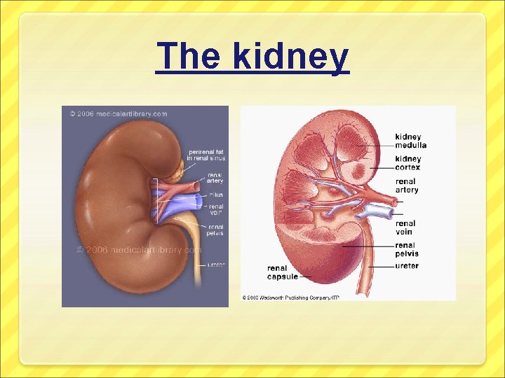The kidney 