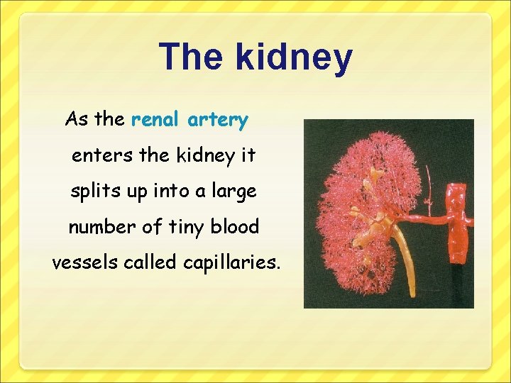 The kidney As the renal artery enters the kidney it splits up into a