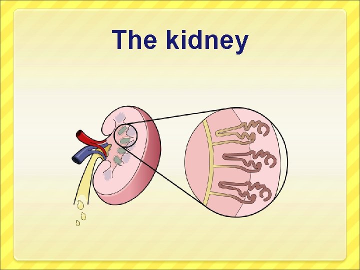 The kidney 