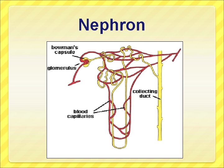 Nephron 