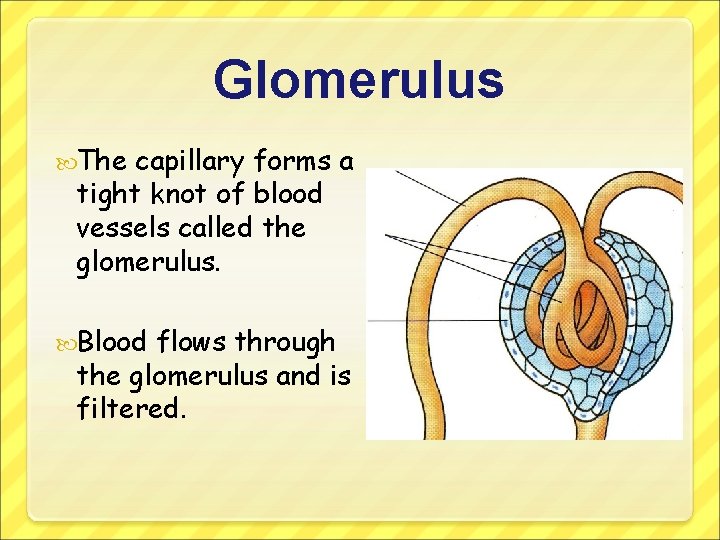 Glomerulus The capillary forms a tight knot of blood vessels called the glomerulus. Blood