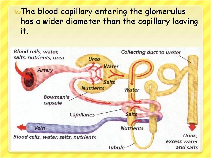  The blood capillary entering the glomerulus has a wider diameter than the capillary