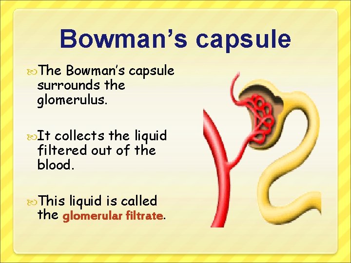 Bowman’s capsule The Bowman’s capsule surrounds the glomerulus. It collects the liquid filtered out