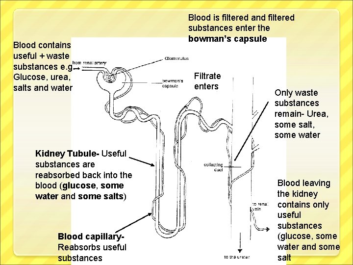 Blood contains useful + waste substances e. g. Glucose, urea, salts and water Kidney