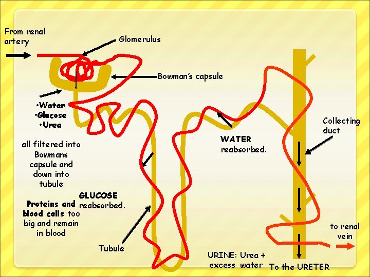 From renal artery Glomerulus Bowman’s capsule • Water • Glucose • Urea all filtered