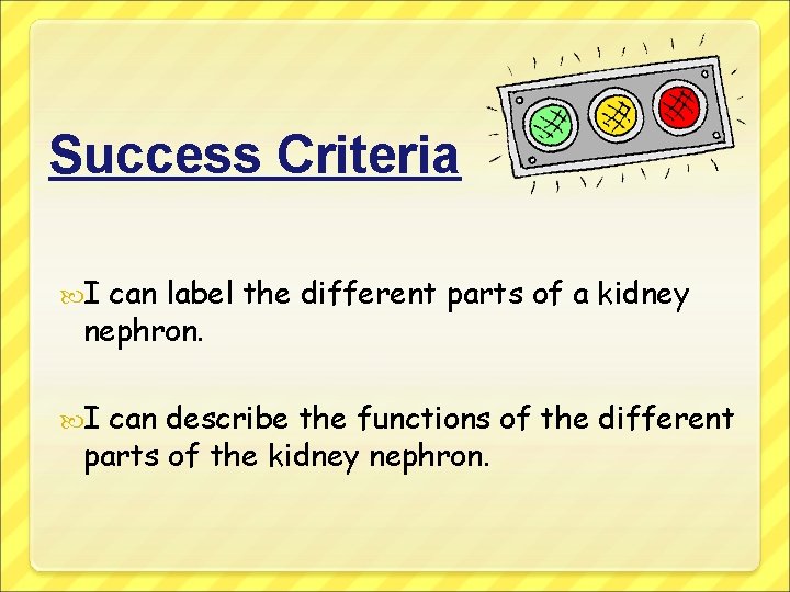 Success Criteria I can label the different parts of a kidney nephron. I can