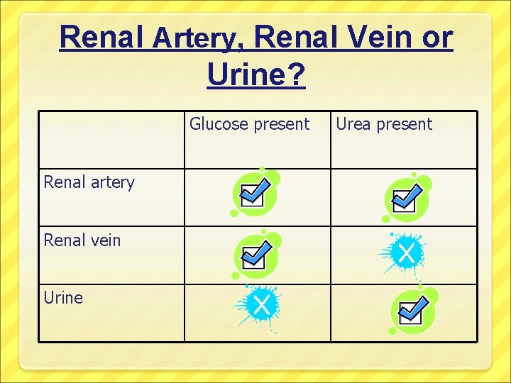 Renal Artery, Renal Vein or Urine? Glucose present Renal artery Renal vein Urine Urea