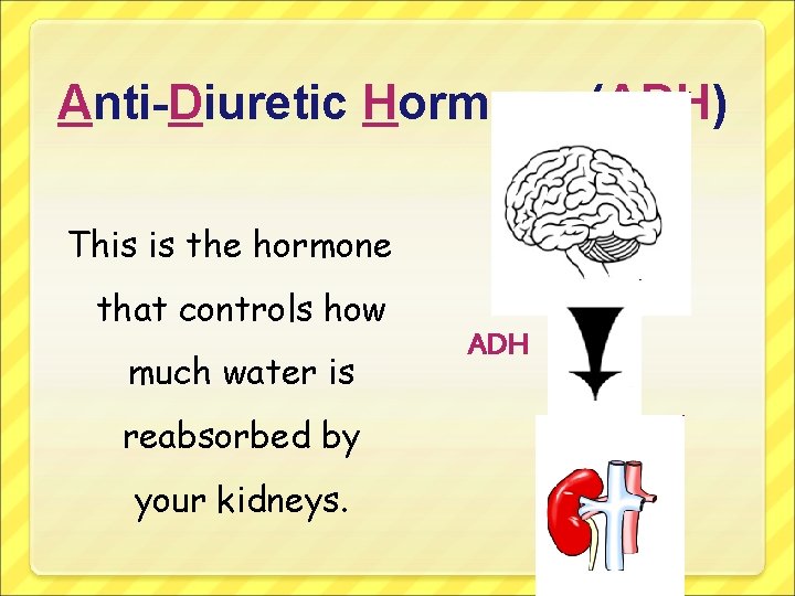 Anti-Diuretic Hormone (ADH) This is the hormone that controls how much water is reabsorbed