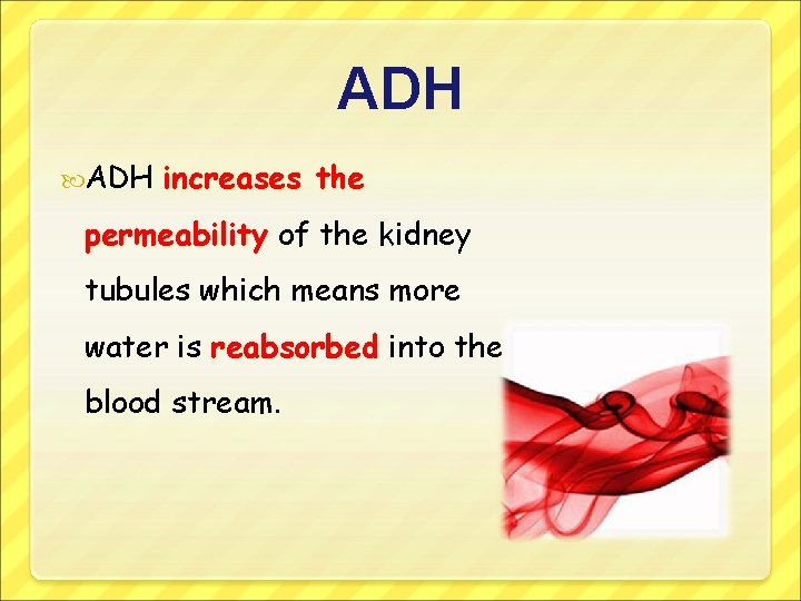 ADH increases the permeability of the kidney tubules which means more water is reabsorbed
