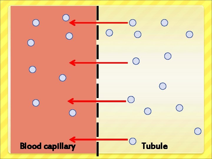 Blood capillary Tubule 