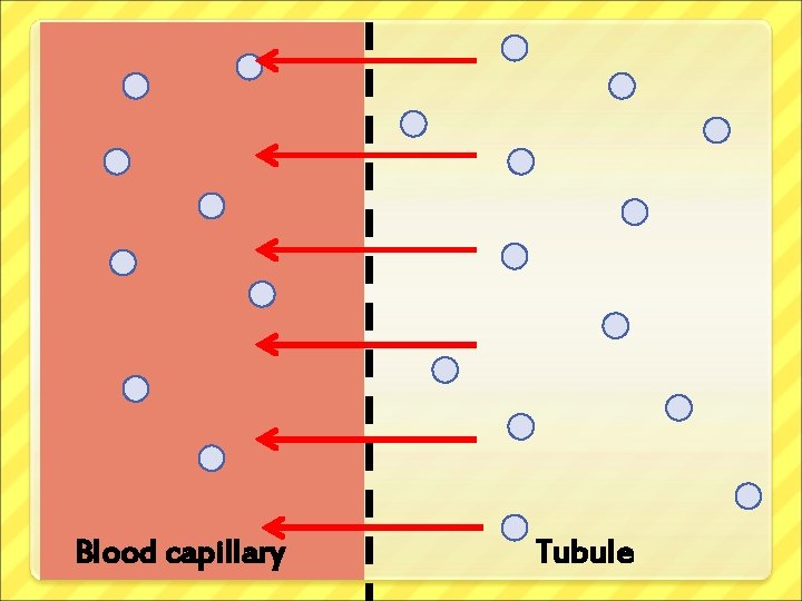 Blood capillary Tubule 