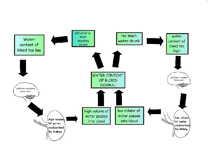  When the water concentration of the blood is too low, low a message