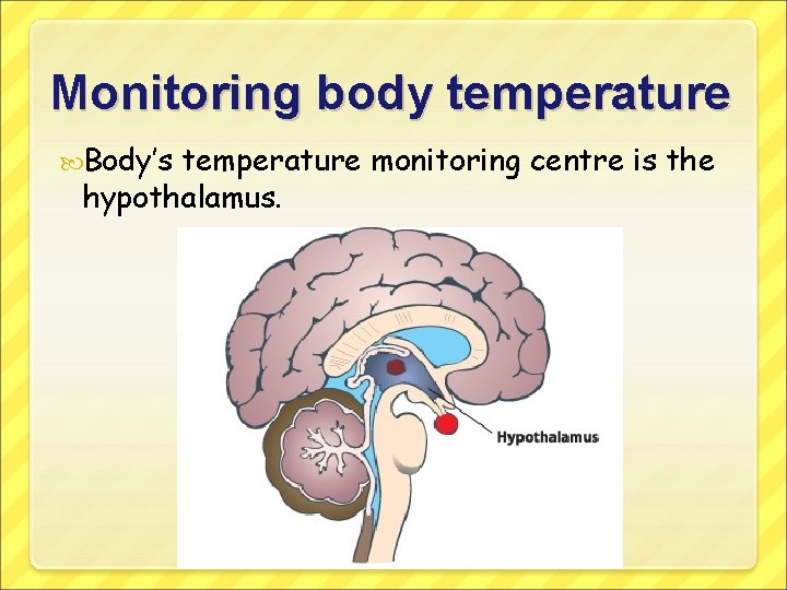 Monitoring body temperature Body’s temperature monitoring centre is the hypothalamus. 