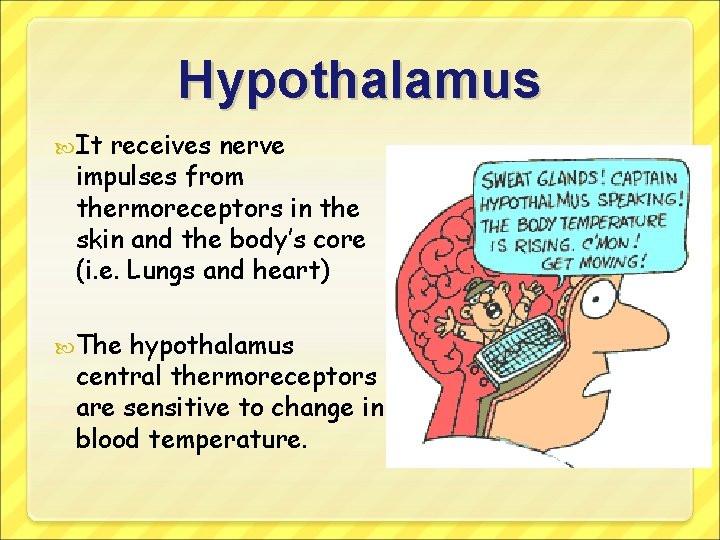Hypothalamus It receives nerve impulses from thermoreceptors in the skin and the body’s core