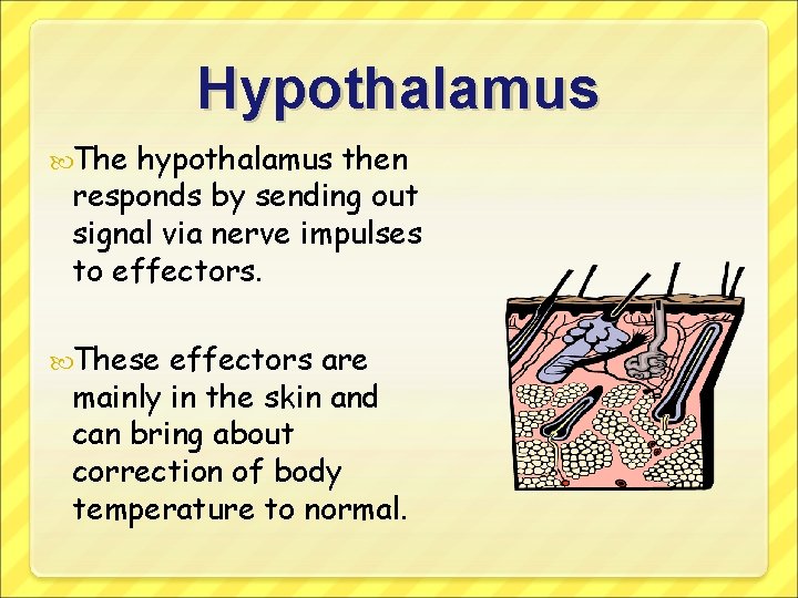 Hypothalamus The hypothalamus then responds by sending out signal via nerve impulses to effectors.