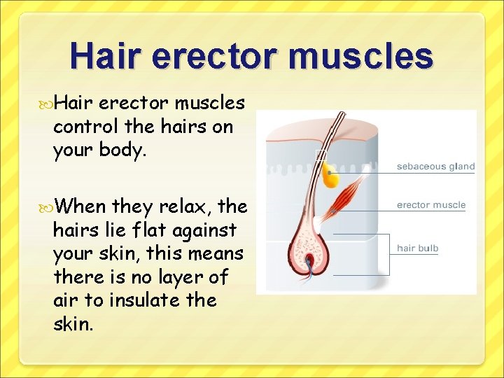 Hair erector muscles control the hairs on your body. When they relax, the hairs