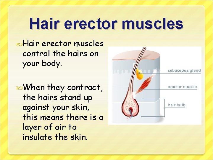Hair erector muscles control the hairs on your body. When they contract, the hairs