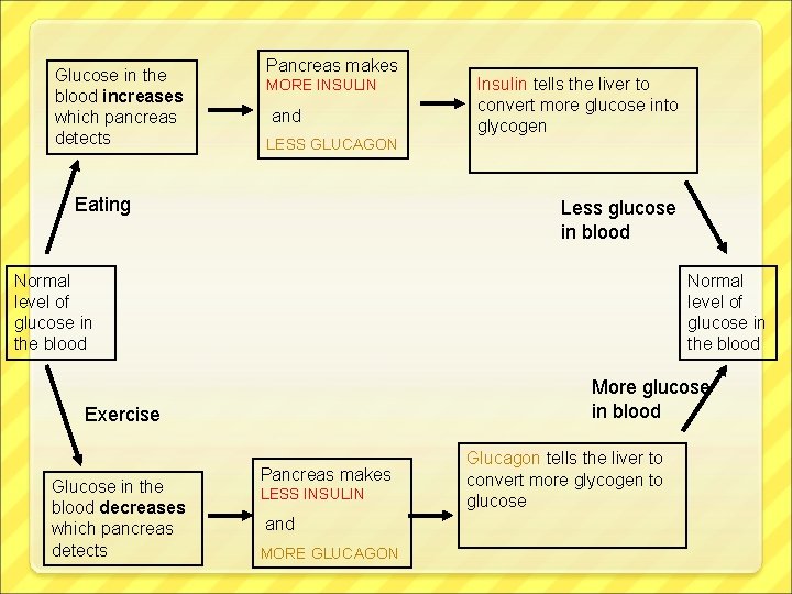 Glucose in the blood increases which pancreas detects Pancreas makes MORE INSULIN and Insulin