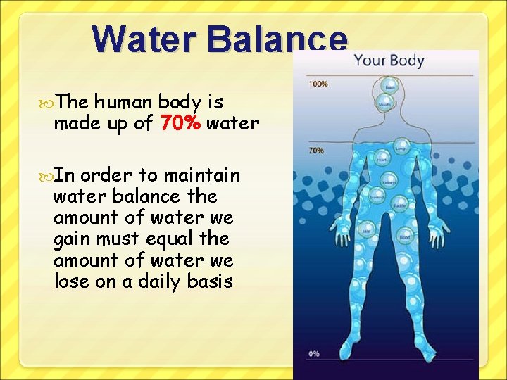 Water Balance The human body is made up of 70% water In order to