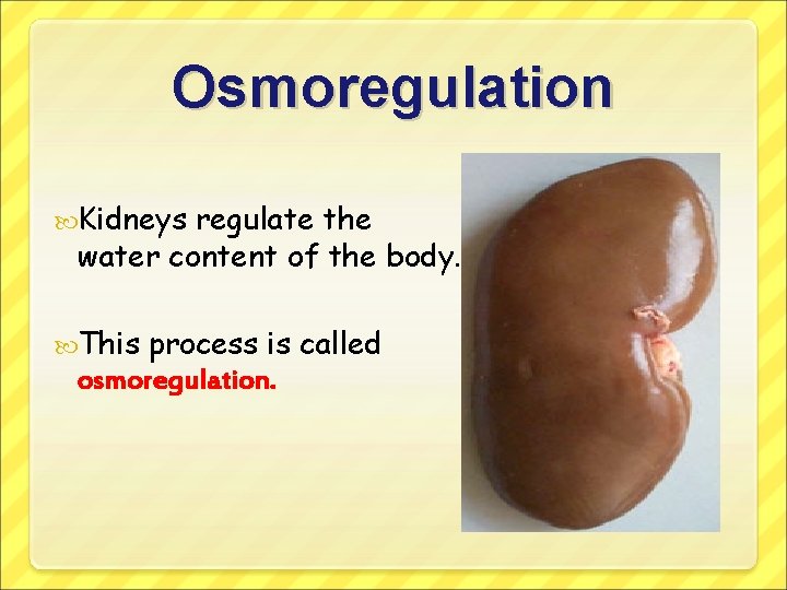Osmoregulation Kidneys regulate the water content of the body. This process is called osmoregulation.