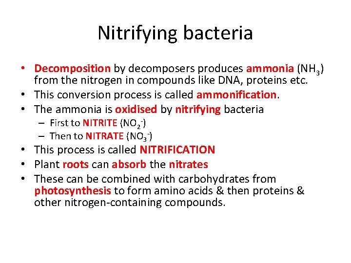 Nitrifying bacteria • Decomposition by decomposers produces ammonia (NH 3) from the nitrogen in