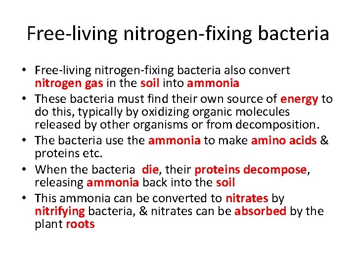 Free-living nitrogen-fixing bacteria • Free-living nitrogen-fixing bacteria also convert nitrogen gas in the soil