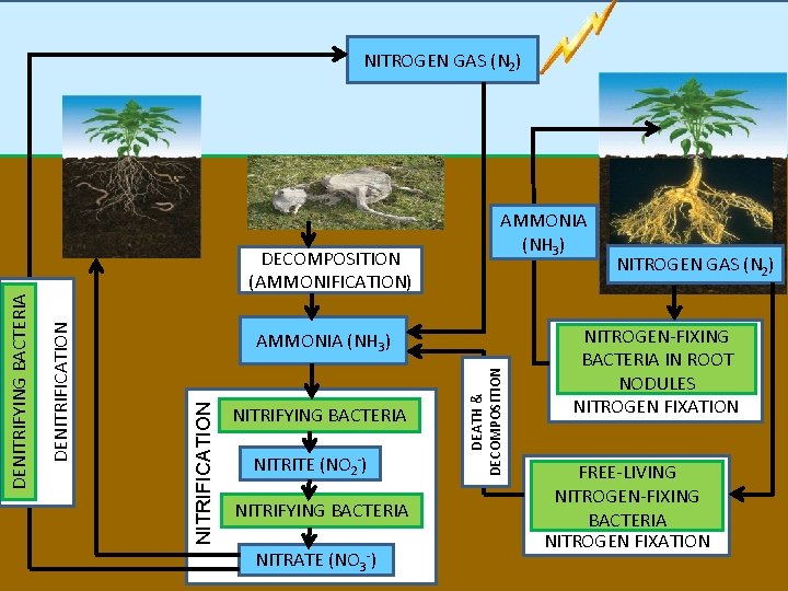 NITROGEN GAS (N 2) NITRIFYING BACTERIA NITRITE (NO 2 -) NITRIFYING BACTERIA NITRATE (NO