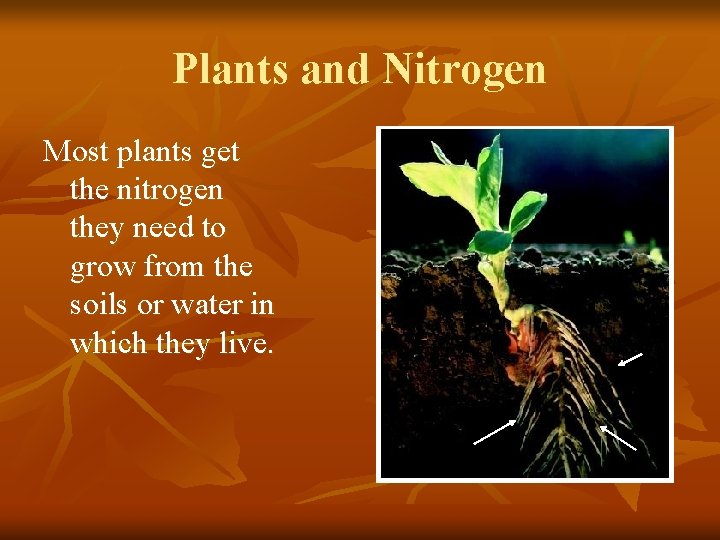 Plants and Nitrogen Most plants get the nitrogen they need to grow from the