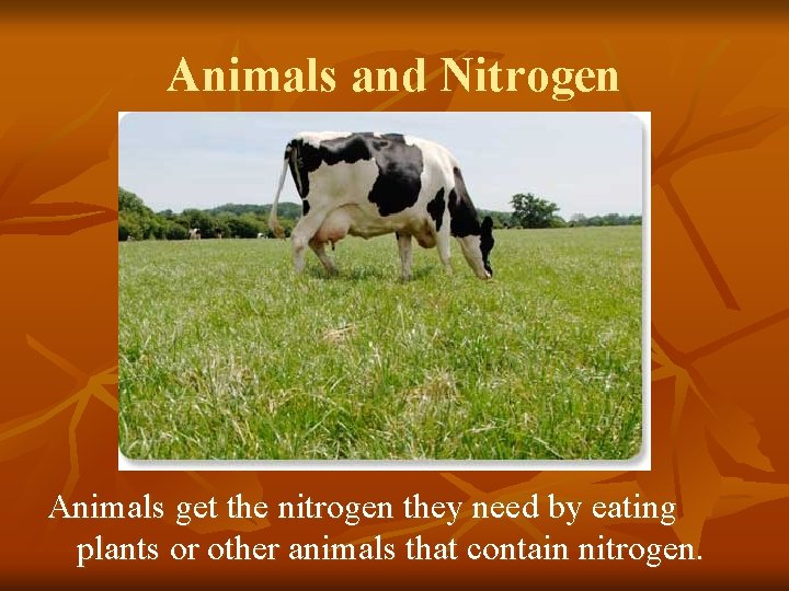 Animals and Nitrogen Animals get the nitrogen they need by eating plants or other