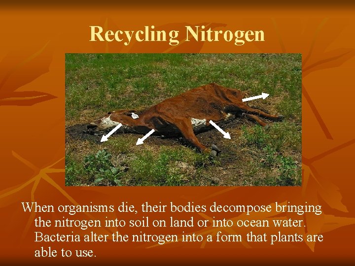 Recycling Nitrogen When organisms die, their bodies decompose bringing the nitrogen into soil on