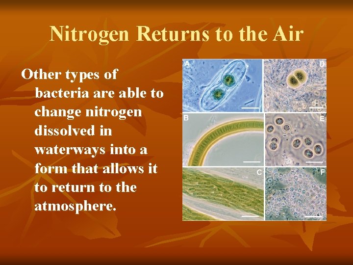 Nitrogen Returns to the Air Other types of bacteria are able to change nitrogen