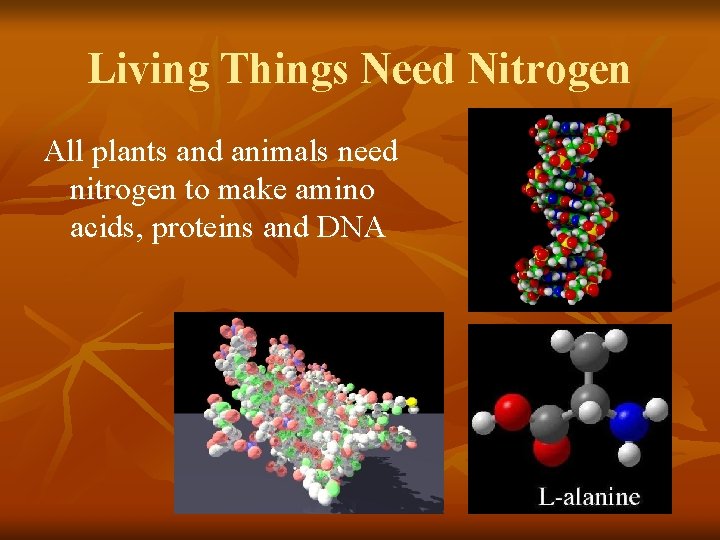 Living Things Need Nitrogen All plants and animals need nitrogen to make amino acids,