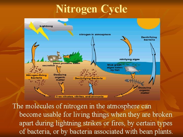 Nitrogen Cycle The molecules of nitrogen in the atmosphere can become usable for living