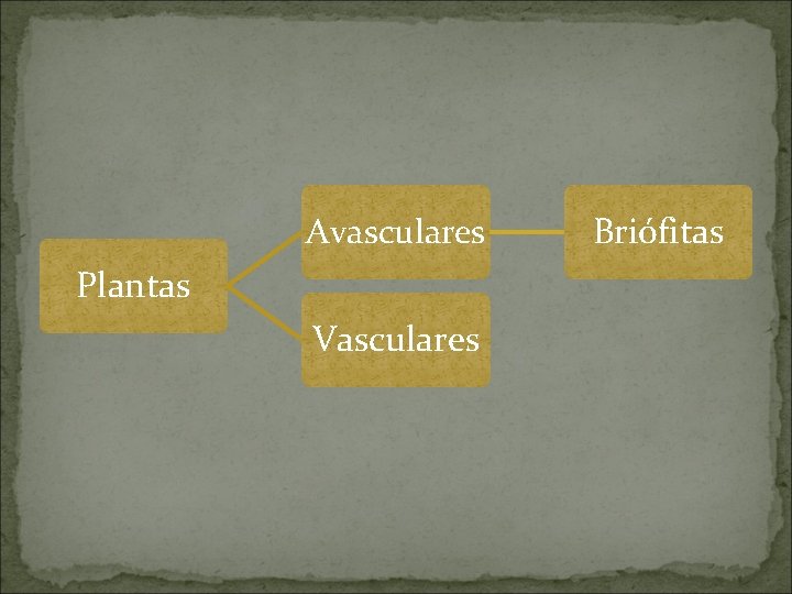 Avasculares Plantas Vasculares Briófitas 