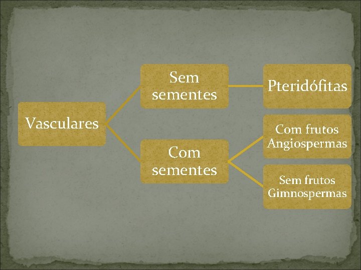 Sem sementes Vasculares Com sementes Pteridófitas Com frutos Angiospermas Sem frutos Gimnospermas 