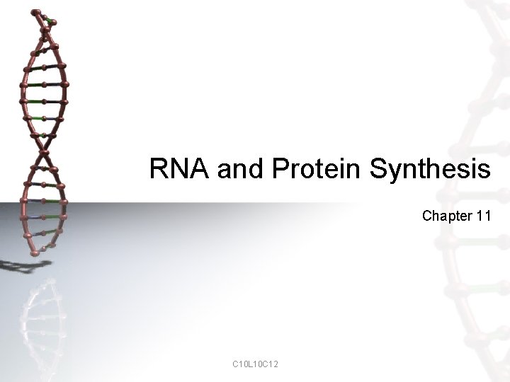 RNA and Protein Synthesis Chapter 11 C 10 L 10 C 12 