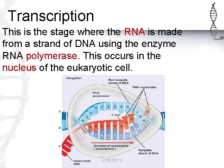 Transcription This is the stage where the RNA is made from a strand of