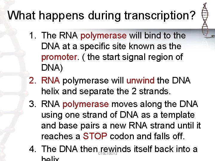 What happens during transcription? 1. The RNA polymerase will bind to the DNA at