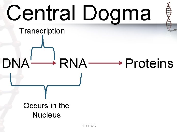 Central Dogma Transcription DNA RNA Occurs in the Nucleus C 10 L 10 C